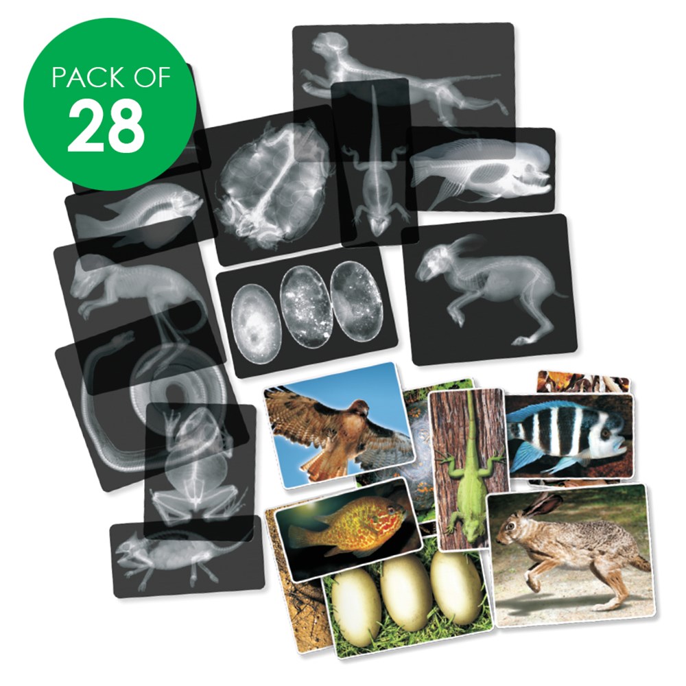 Animal X-Rays - Pack of 28 | Light Box & X-Rays | CleverPatch - Art & Craft Supplies Animal X-Rays - Pack of 28 | Light Box & X-Rays | CleverPatch - Art & Craft Supplies