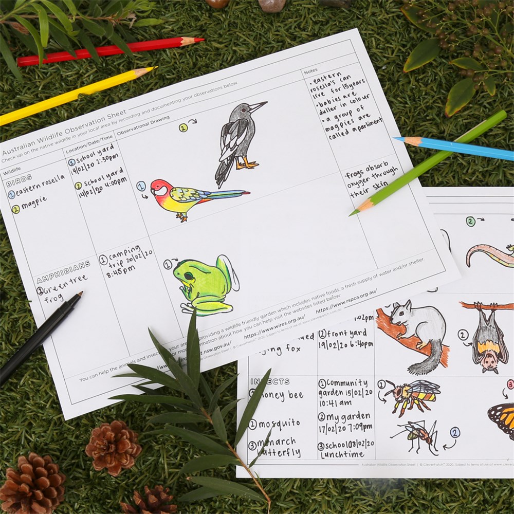 Australian Wildlife Observation Sheet | Paper & Card - CleverPatch |  CleverPatch - Art & Craft Supplies