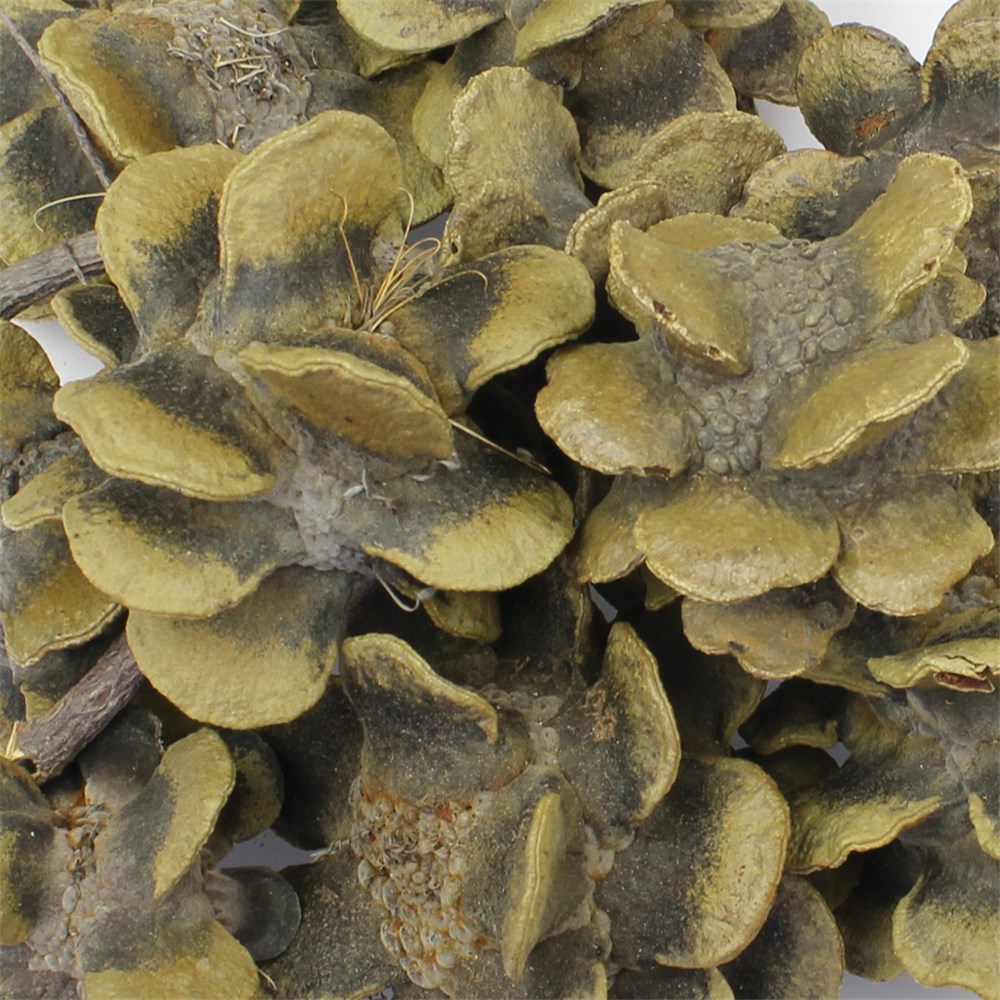 Rose Cones Pack of 5 Botanicals CleverPatch Art & Craft Supplies