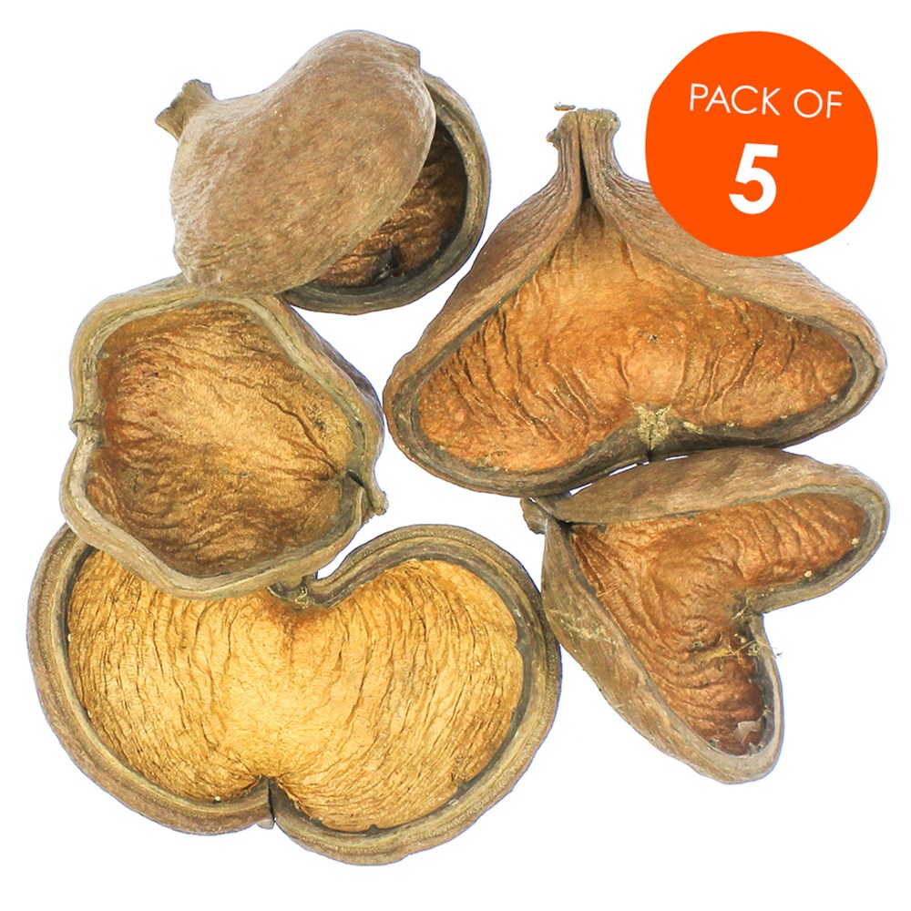 Badam Nut Pods Pack of 5 Botanicals CleverPatch Art & Craft