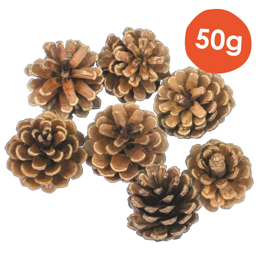 Mini Pine Cones 50g Pack Botanicals CleverPatch Art & Craft