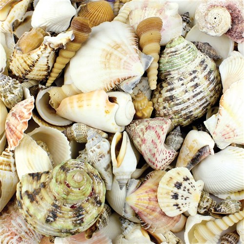 Large Sea Shells - 1kg Pack