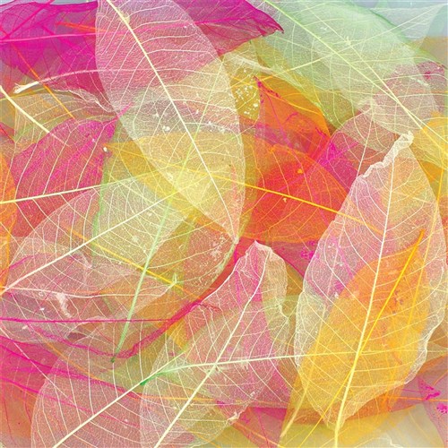 Skeleton Leaves - Assorted - Set of 4 Colours