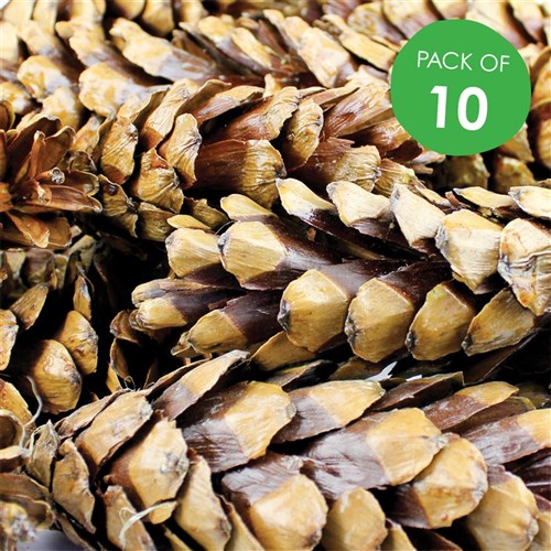 Strombus Pine Cones - Pack of 10