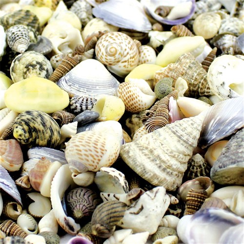 Small Sea Shells - 1kg Pack