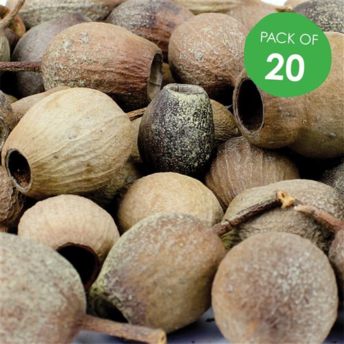 Gumnuts - Large - Pack of 20