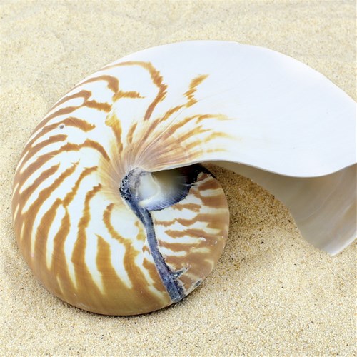 Chamber Nautilus Shell