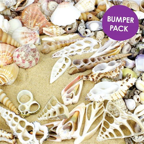 Sea Shell Bumper Pack
