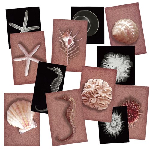 Shell X-Rays & Picture Cards - Pack of 72
