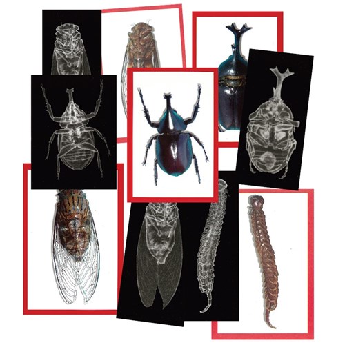 Insect X-Rays & Picture Cards - Pack of 72