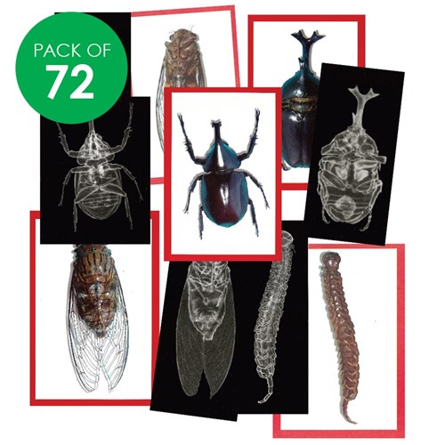 Insect X-Rays - Pack of 72