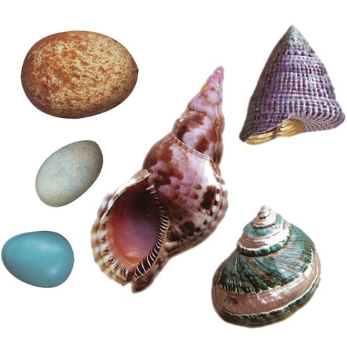 Nature Craft Paper Pieces - Pack of 854