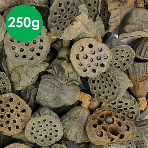 Small Lotus Pods - 250g Pack