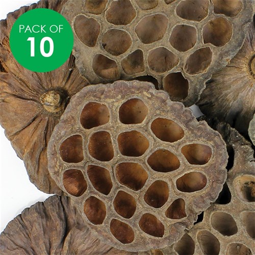 Large Lotus Pods - Pack of 10