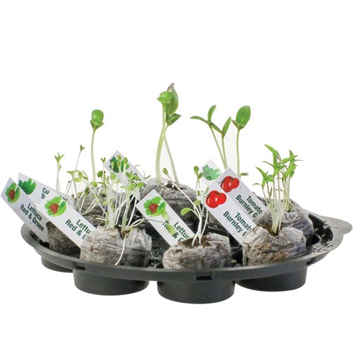 Little Gardeners Sandwich Garden Starter Kit