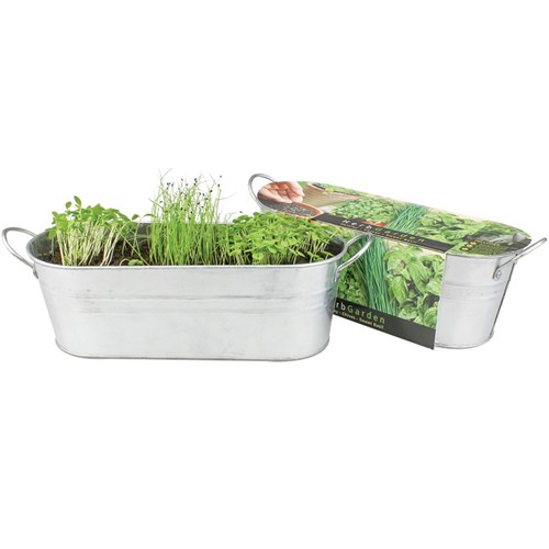 Buzzy Windowsill Herb Garden Kit