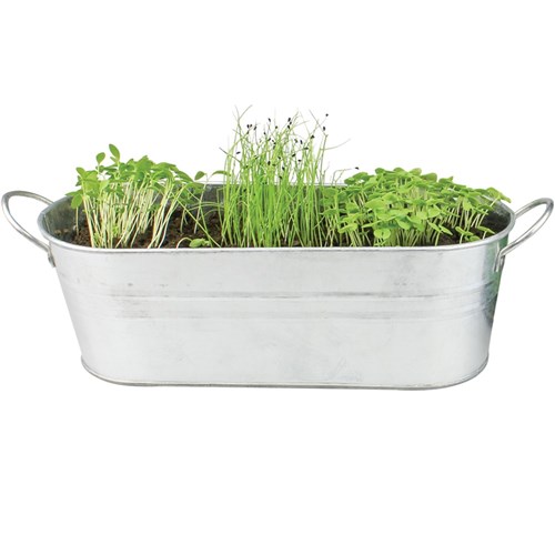 Buzzy Windowsill Herb Garden Kit