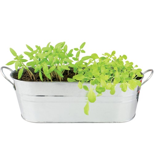 Buzzy Windowsill Summer Salad Garden Kit