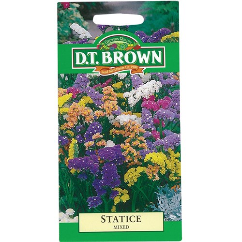Statice Seeds - Pack of 100