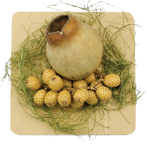 Wooden Square Shapes - Pack of 4