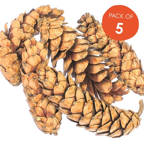 Strombus Pine Cones - Pack of 5