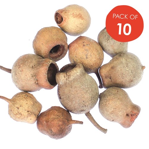 Gumnuts - Large - Pack of 10