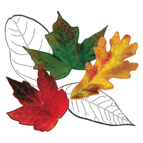 Photo Reproducible Leaves - Pack of 28
