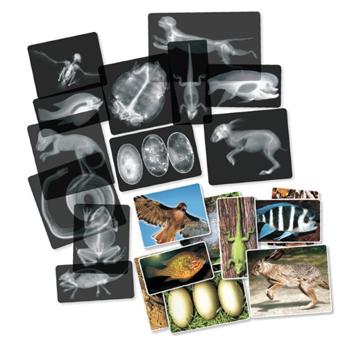 Animal X-Rays - Pack of 28