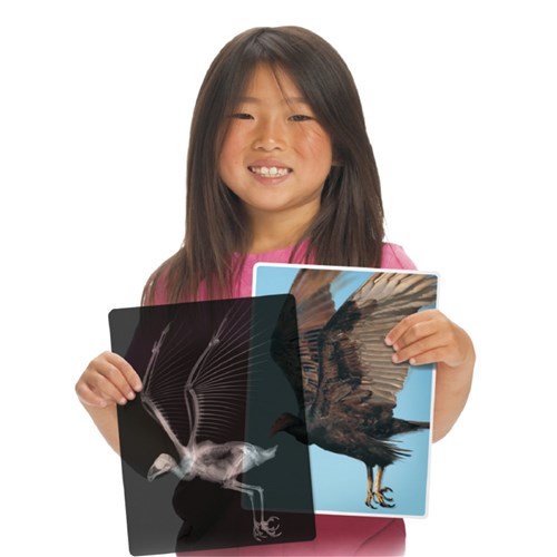 Animal X-Rays - Pack of 28