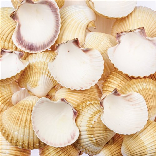 Cockle Cup Shells - 1kg Pack