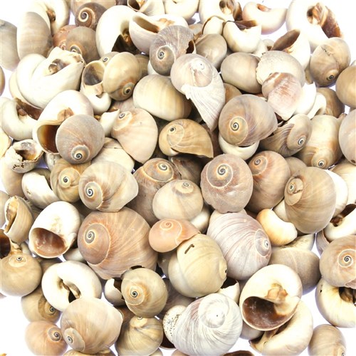Nautica Vittelus Shells - 1kg Pack