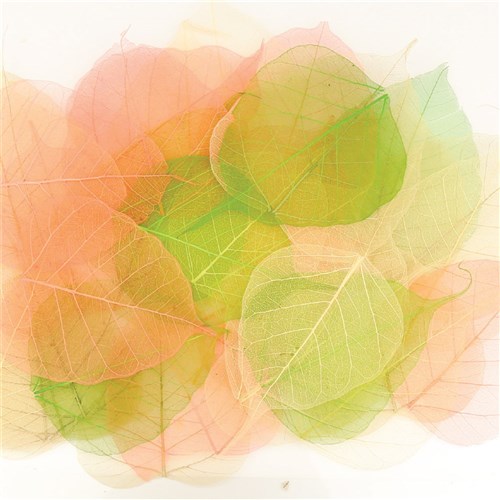 Skeleton Leaves - Bodhi - Pack of 20