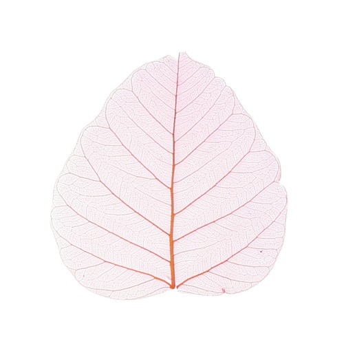 Skeleton Leaves - Bodhi - Pack of 20