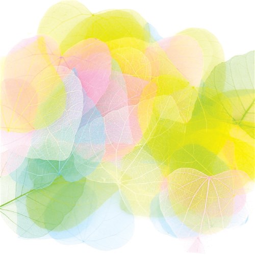 Skeleton Leaves - Heart - Pack of 20