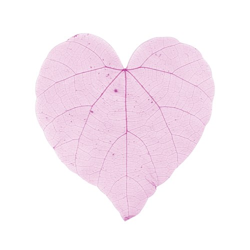 Skeleton Leaves - Heart - Pack of 20