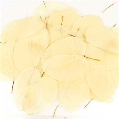 Skeleton Leaves - Cercis - Pack of 20