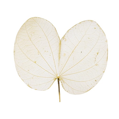 Skeleton Leaves - Cercis - Pack of 20