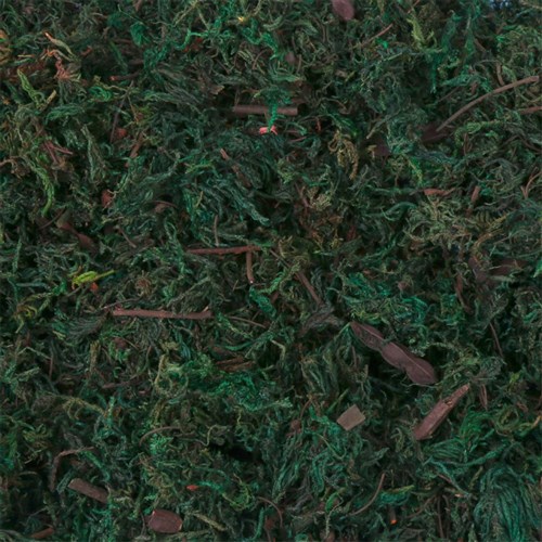 Industrial Moss - 50g Pack