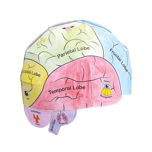 Human Brain Anatomy Hats - Pack of 10